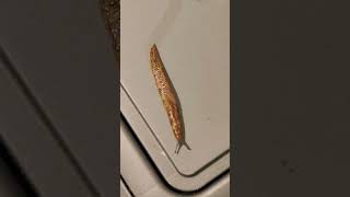 #slug is very long ☺😯