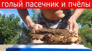 Голый пасечник и пчелы. Пчеловодство.