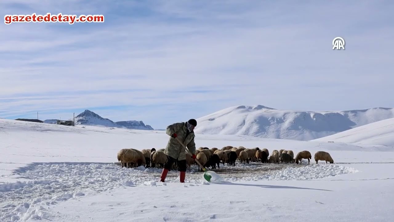 Van’da besicilerin yaşam savaşı, Kar altında hayvan bakımı sürüyor