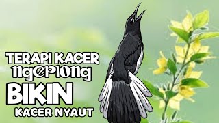 Download Lagu Pancingan kacer gacor, Suara kacer ngeplong bikin lawan langsung nyaut gacor, MP3