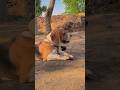 like all🐕👍 #cute #dog #new #viral #riyuu_003 #trending #newvideo #beagle #shorts #feelings #family
