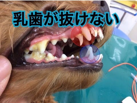 犬 歯 が 抜け た 1 歳