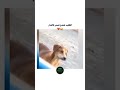 الكلب موضوع 😂😂 #اكسبلور #تحشيش #ضحك #كوميديات #شعب_الصيني_ماله_حل #متابعه