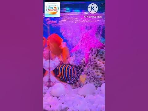 Lucky Aquarium (parrot fish aquarium video) - Hq2
