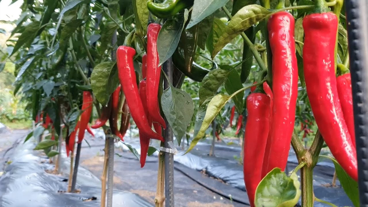 Летний корейский деревенский пейзаж! Кушаем кукурузу и купаемся в ручье.