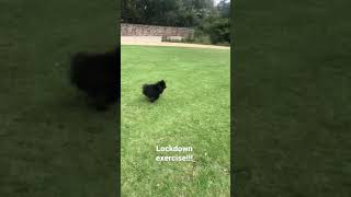 Pomeranian Lockdowns