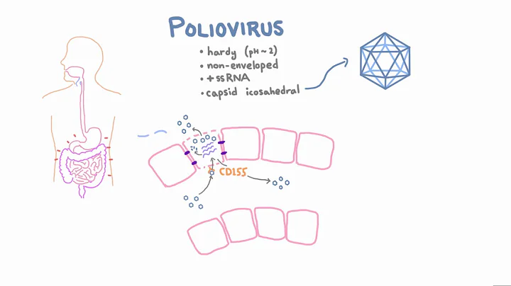 Polio Pathophysiology