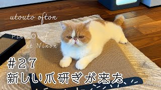 新しい爪研ぎが来た  #エキゾチックショートヘア #猫 #cat #exoticshorthair by うとうとおふとん 1,211 views 8 months ago 2 minutes, 54 seconds