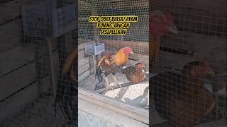 Jangan Salah Obat! Ini 3 Fakta Ayam Kuning &amp; Berak Hijau Bisa Mati Mendadak!