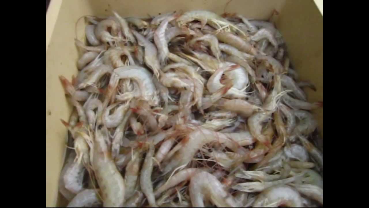 Prawning Brisbane River.Australia.Shrimp YouTube