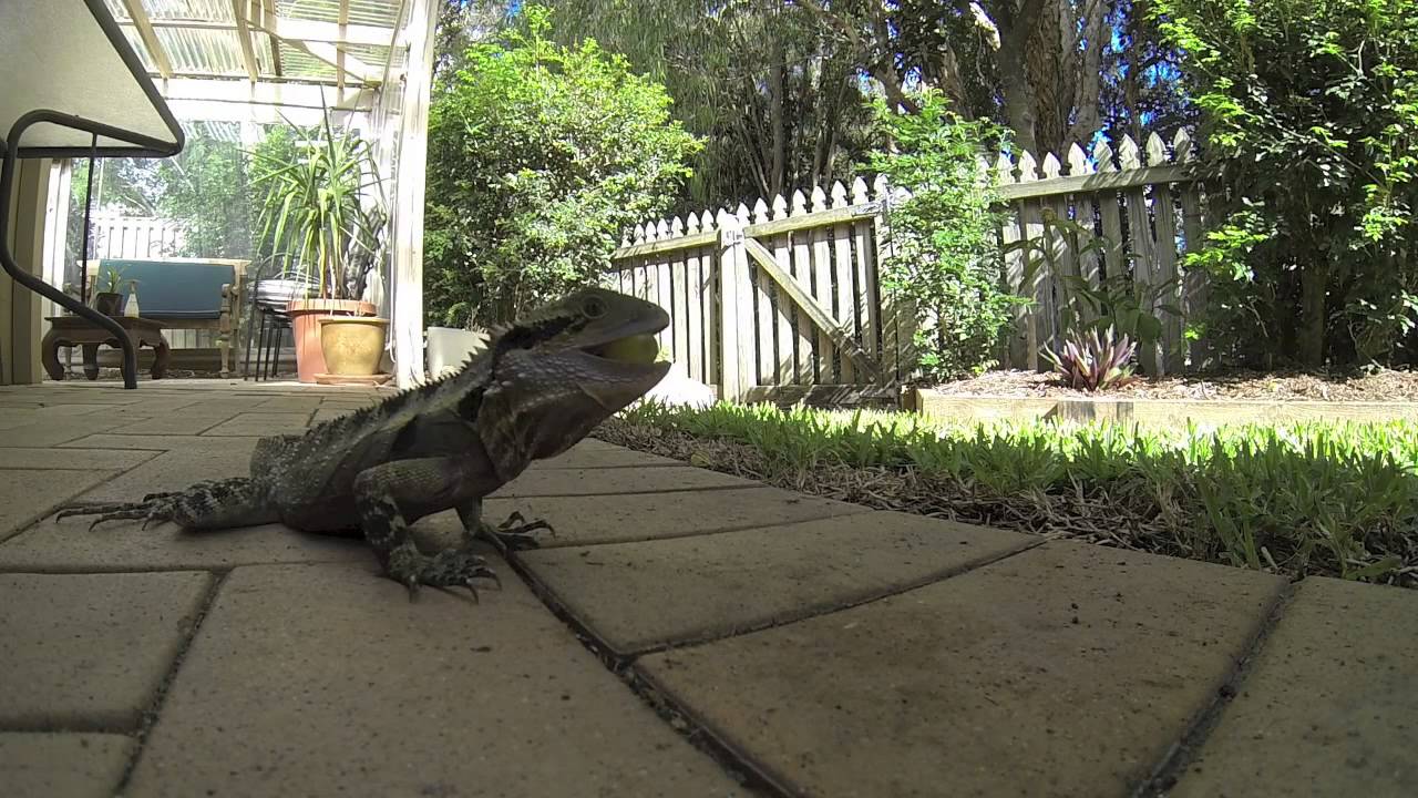 "Buddy" The Water Dragon YouTube