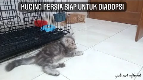 Watch the video about Kucing persia lucu siap untuk diadopsi kitten persia longhair ready adop