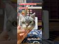 The American Shorthair cat made of wool is finished! #diy #custom #woolencraft #cat #asmr crafts