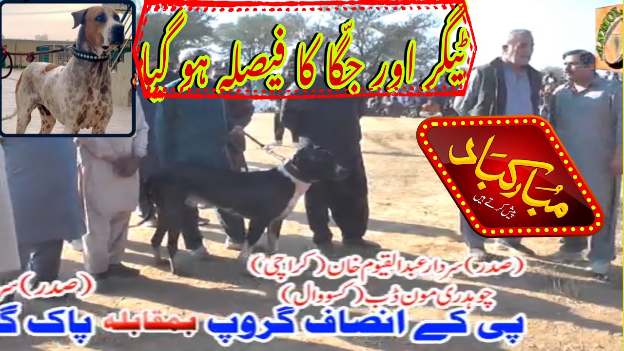 مبارک ہو ، Tiger or Jagga ka Faisal pey Mubarak bad Pesh karty hai Kon jeeta kon hara Daz Daz Daz