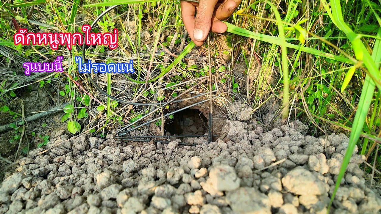 รูใหม่ๆแบบนี้ไม่รอดแน่ ดักหนูพุกใหญ่กับฟ้าผ่าถึงกับกระเด็น