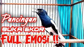 PANCINGAN KACER GACOR BUKA, EKOR SEKALI DENGAR KACER LAIN LANGSUNG ON