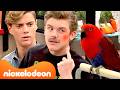Henry, Jasper &amp; Charlotte Panic Over a Parrot! 😱🦜 | Henry Danger | Nickelodeon UK