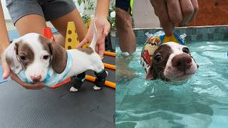 Puppy Without Front Legs Finds a Foster Home and Reveals an Unexpected Future