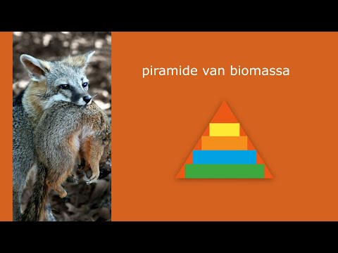 Video: Verbetering Van Biomassa En Lipiden In Mariene Algen Door Een Endofytische Schimmel Piriformospora Indica