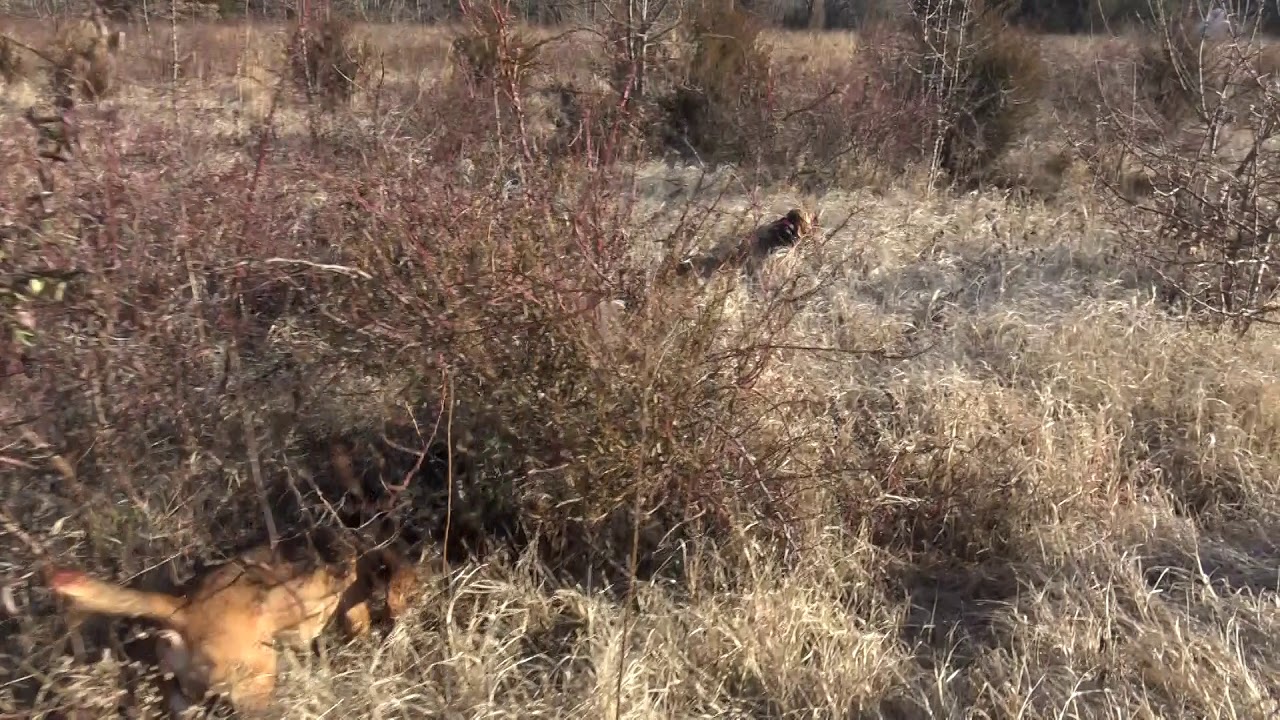 Skyview's Beagles Rabbit Hunting Cape May 2019 Great Stuff - YouTube