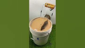 🧀🐭 Epic Mouse Trap in Action! #Mouse#Shorts# Viral Shorts#