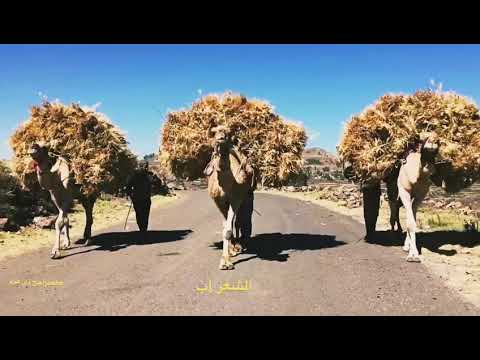 اقوى زامل بدون ايقاع