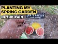 Planting my entire spring garden in the rain  harvesting turnips  1 acre food forest