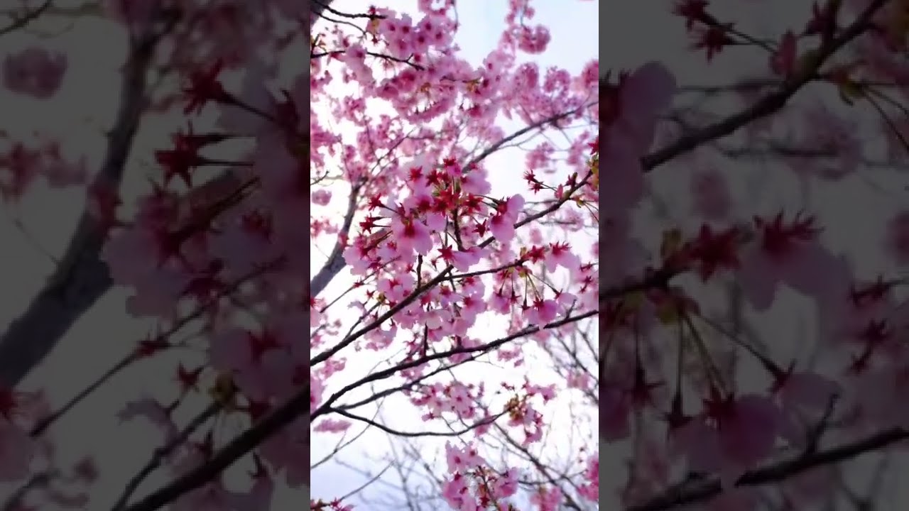 #sakura