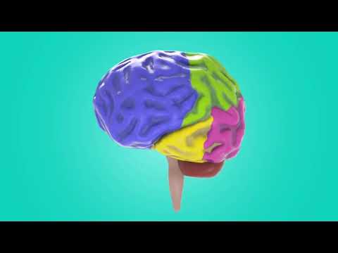 Koncový mozek - neocortex