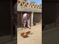 Let me show you Aseel Roosters #aseelmurga #minizoo #foryou #rehmanchvlogs #aseelrooster