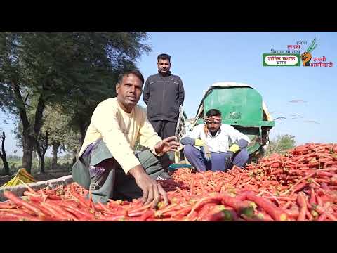Hisar Rasili Carrot Seeds | SVHSPL