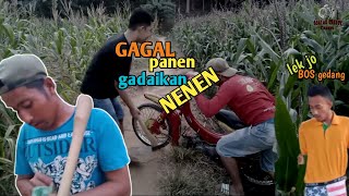Gagal Panen Gadaikan Nenen