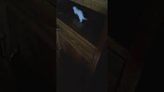 Something scratching around in my basement.