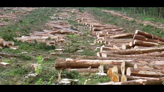 أسباب إزالة الغابات