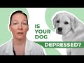 Top 10 Signs Your Dog is Depressed! 😔