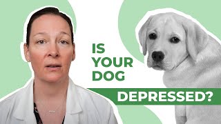 Top 10 Signs Your Dog is Depressed! 😔