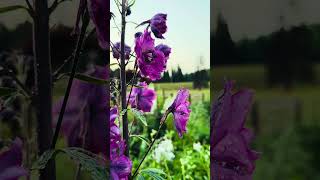 Whispers of pink in a peaceful evening.#NatureVibes #QuietMoments #healing #youtubeshorts #shorts