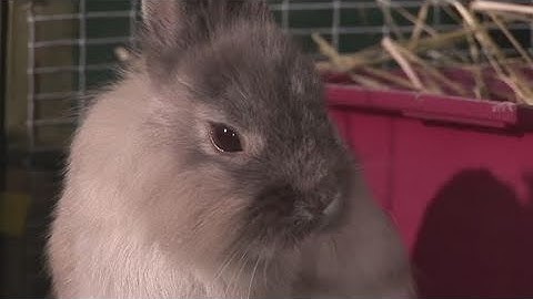 How To Arrange Pet Insurance For Rabbit