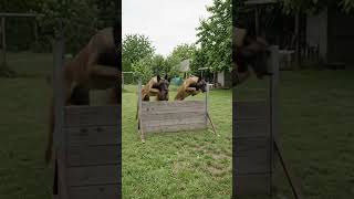 Elite Belgian Malinois Pack Agility Training #fypシ