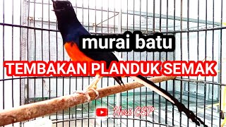 Download Lagu MURAI BATU GACOR ISIAN pelanduk Semak MP3