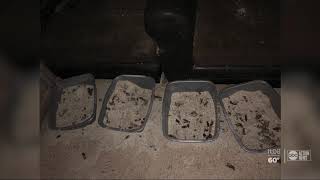 Deputies rescue 30 cats from deplorable conditions in Hernando County