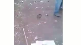 STORY WA LUCU 30 DETIK Frank Ular🐍😂 || STATUS NGAKAK 2021 #348