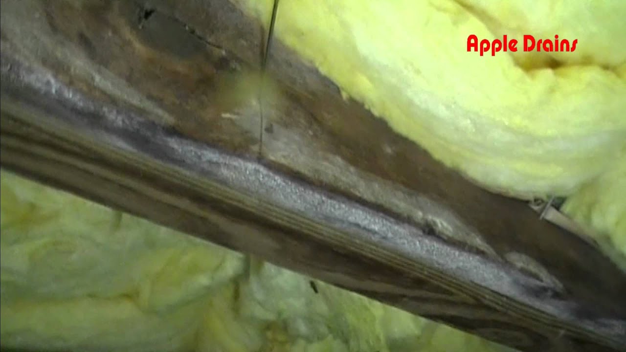 black-toxic-mold-in-crawl-space-youtube