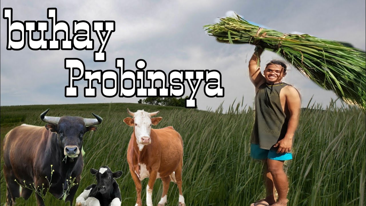 Buhay Probinsya / Maxvy Vlogs