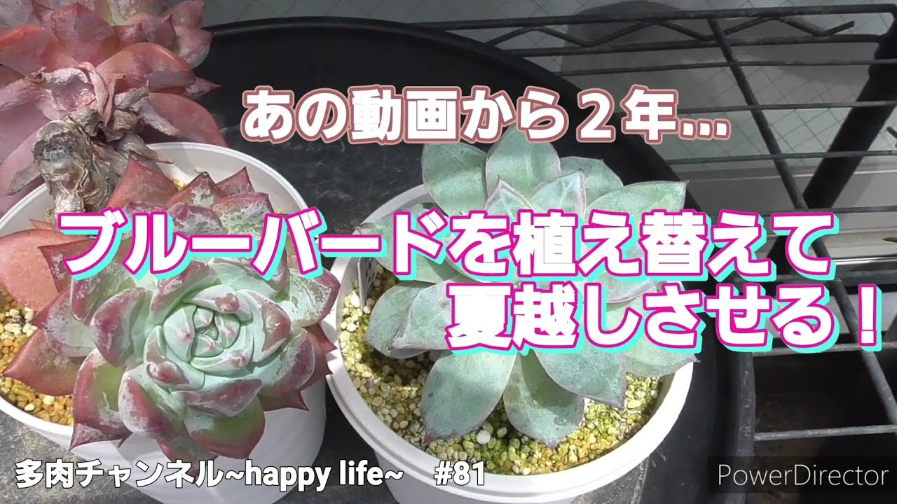 Succulents] #81 I'm going to repot and reshape my neglected