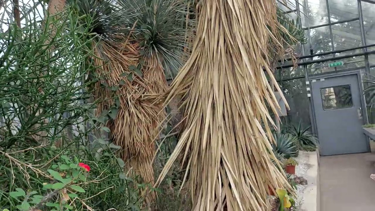 Ботанічний сад Будапешту. Частина 2