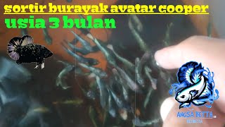 sortir burayak avatar cooper