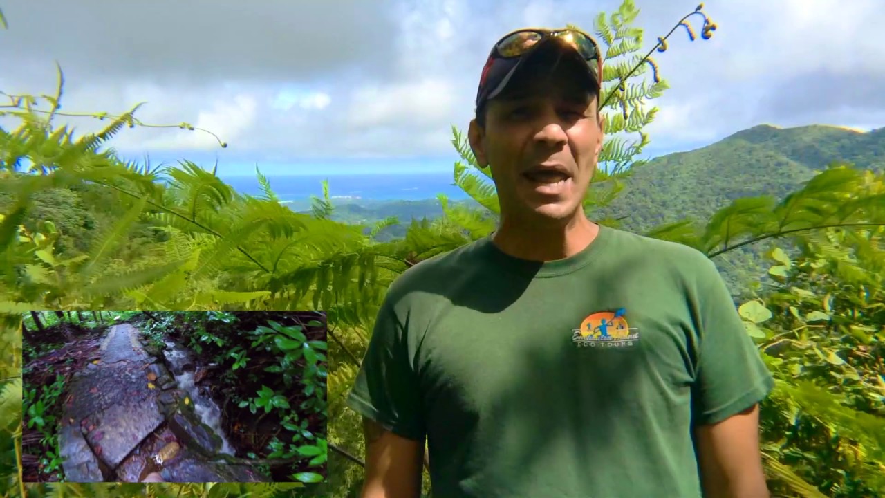 El Yunque Tours - How Hard is it to Walk Big Tree Trail