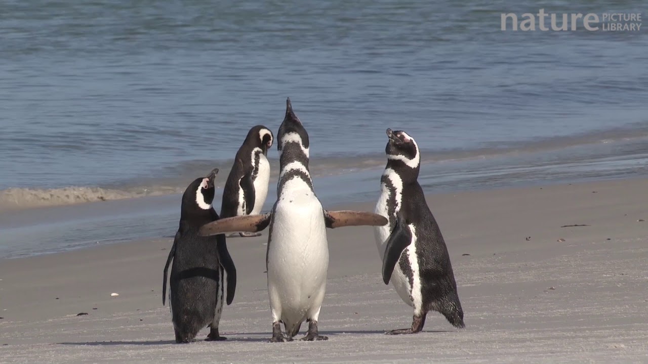 footage of chernobyl Magellanic penguins displaying on a beach, Gypsy Cove, Stanley, Falkland Islands.