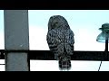 Сова на столбе, Неясыть длиннохвостая, Ural owl